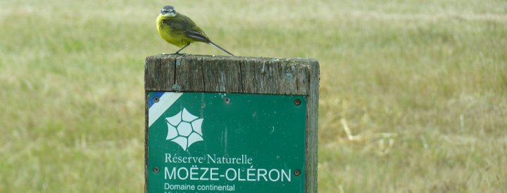 Bergeronnette printanière (Motacilla flava) - Crédit photo : Réserve Naturelle Nationale de Moëze-Oléron 