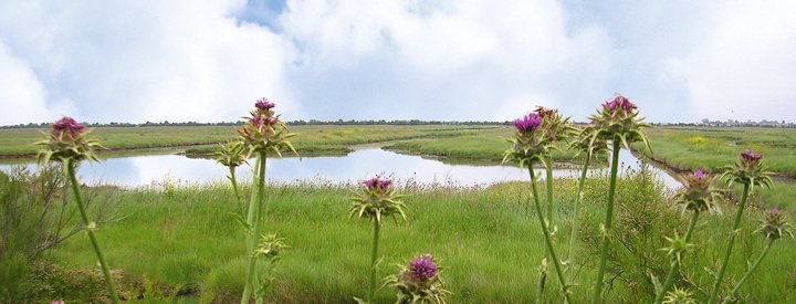 Crédit photo : Réserve Naturelle Nationale de Moëze-Oléron 