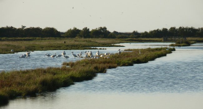 Spatules blanches (Platalea leucorodia), sentier des Tannes - Crédit photo : Réserve Naturelle Nationale de Moëze-Oléron / LPO