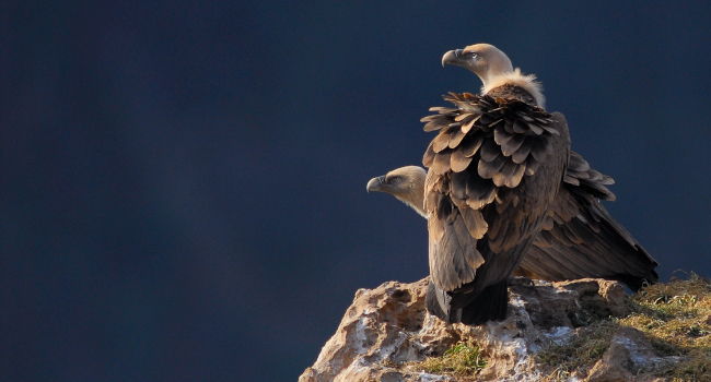  Vautour fauve (Gyps fulvus) - Crédit photo : Bruno Berthémy