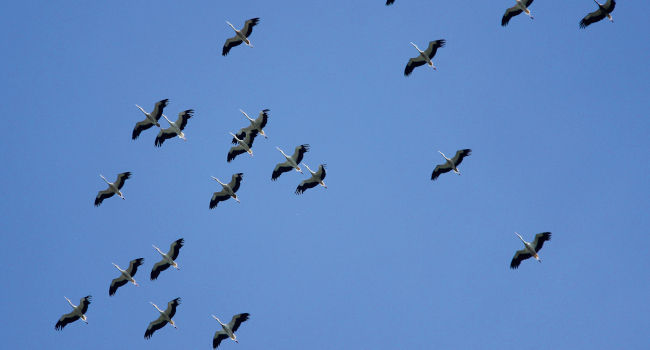 Cigognes blanches en migration (Ciconia ciconia) - Crédit photo : Rémy Bléhaut