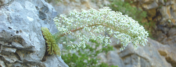 florapyr credit photo reseau education pyrenees vivantrs lpo 720