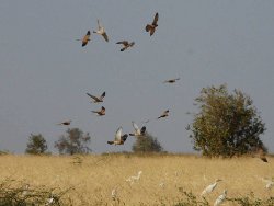 Crécerellettes en chasse dans la Région de Kaolack - Crédit photo : P. Pilard