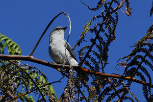 Tuit-tuit. Réunion. Yabalex