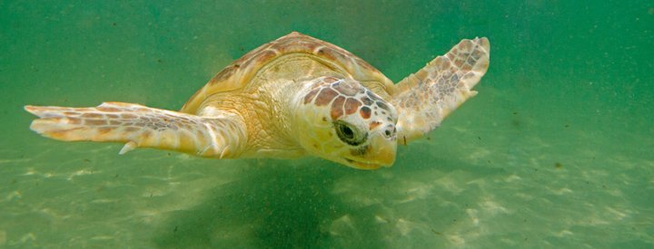  Tortue Caouanne (Caretta caretta) - Crédit photo : Louis Marie Préau