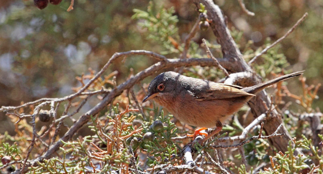 Fauvette de l'Atlas - Marrakech - Crédit photo : Awatef Abiadh