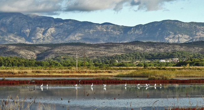 La saline d’Ulcinj - Crédit photo : CZIP / BirdLife Monténegro