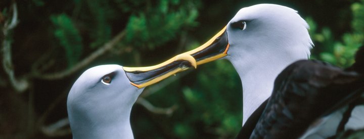 Albatros de Buller (Thalassarche bulleri) - Crédit photo : D. Filippi