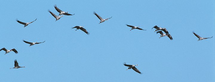 Grue cendrée (Grus grus) - Crédit photo : Fabrice Cahez