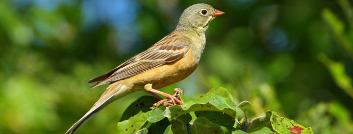 Bruant ortolan (Emberiza hortulana) - Crédit photo : Aurélien Audevard