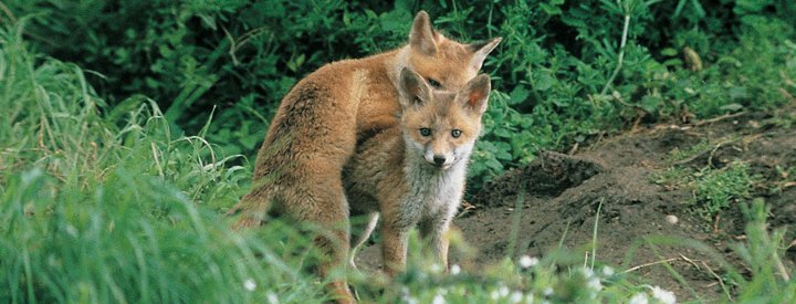 Renard roux (Vulpes vulpes) - Crédit photo : Christian Aussaguel