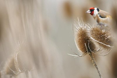 1er prix 2014, catégorie « Oiseaux du jardin », Chardonneret élégant (Carduelis carduelis) - Crédit photo : Jonathan Lhoir