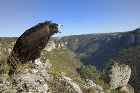 Vautour moine dans les Grands Causses - Crédit photo : Bruno Berthemy / LPO