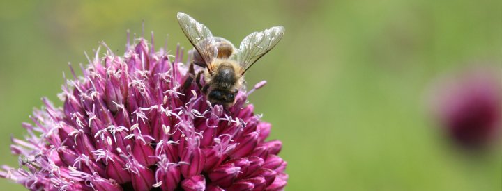 Abeille - Crédit photo : Nicolas Macaire 