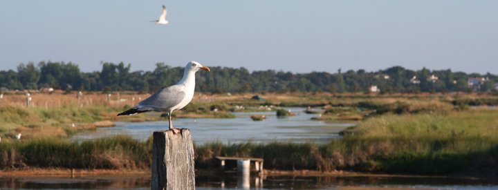 Lilleau des Niges - Crédit photo : Réserve Naturelle Nationale de Lilleau des Niges