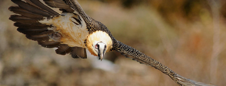 Gypaète Barbu (Gypaetus barbatus) - Crédit photo : Bruno Berthémy