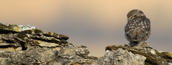 Chevêche d'Athéna (Athene noctua) - Crédit photo : Bruno Berthémy