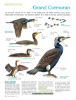 Identification : Grand Cormoran et Cormoran huppé