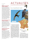 zoom sur le martinet noir