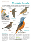 Identification : le monticole de roche et le monticole bleu