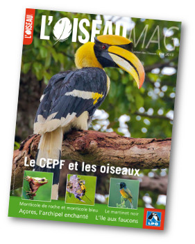 L'OISEAU MAG n°111