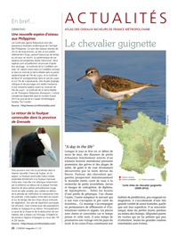 Zoom sur le chevalier guignette