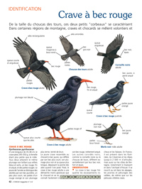 Identification : Crave à bec rouge et chocard à bec jaune