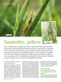 Refuge : sauterelles, grillons et... criquets du jardin