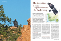 Reportage : les aigles de Verreaux