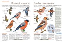 identification : Bouvreuil pivoine et Grosbec casse-noyaux