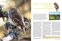 Reportage. Etude de la chevêchette d’Europe dans le massif du vercors