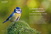 Dossier : la classification des oiseaux