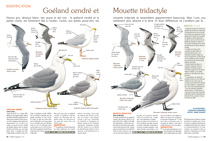 Identification : Goéland cendré et Mouette tridactyle