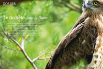 Dossier. Rapaces nocturnes : le circaète Jean-le-Blanc