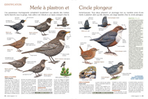 Identification : Merle à plastron et Cincle plongeur