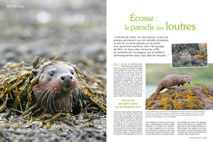 Reportage. Ecosse : le paradis des loutres