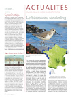 OM117 Actualités Atlas : le bécasseau sanderling