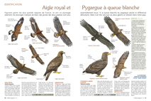 Identification : Aigle royal et Pygargue à queue blanche