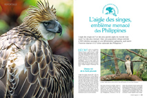 L'aigle des singes, emblème menacé des Philippines