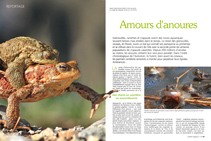 OM119 reportage : amours d'anoures