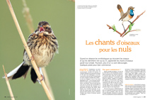 OM 119 reportage : Les chants d’oiseaux pour les nuls