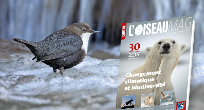 oiseau magazine n°120