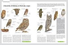 Identification OM 120 : Chevêche d'Athéna et Petit-duc scops