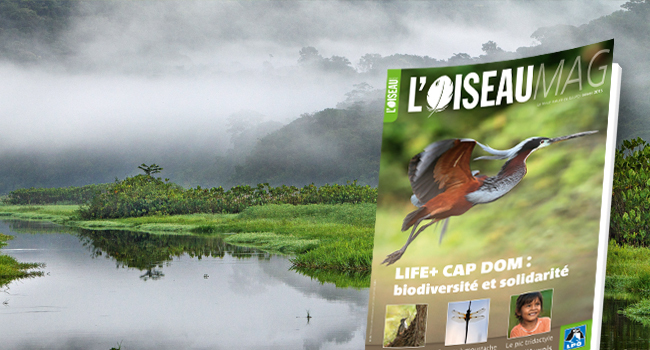 Brumes matinales, paysages des marais de Kaw, Guyane - Crédit photo : Thierry Montford / Naturagency