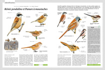 Identification OM 121 : Rémiz penduline et Panure à moustaches