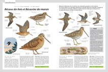 om122 identification bécasse des bois et bécassine des marais