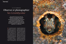 om122 reportage les Cerambycidae