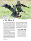 OM123 Actualités Atlas : l'ibis falcinelle