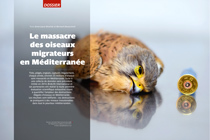 om 128 dossier : massacre des oiseaux migrateurs en Méditerranée