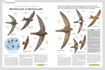 om 128 identification martinet noir et matinet pâle